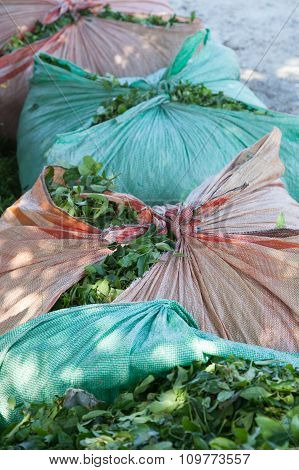 bundles of tea leaves
