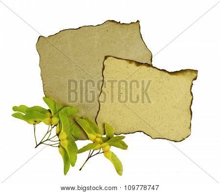 The Composition Of Coarse Paper And Maple Seeds.