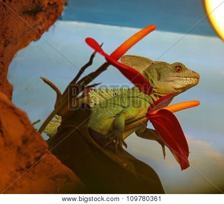Basilisk,  lizard
