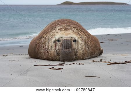 Elephant Seal