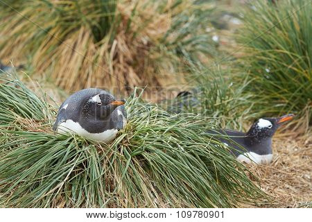 Gentoo Penguin Nesting