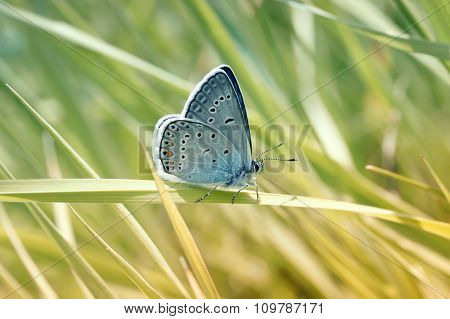 little blue butterfly down close to the grass