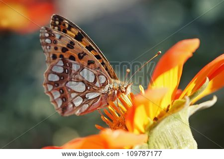 spotted butterfly on a flower