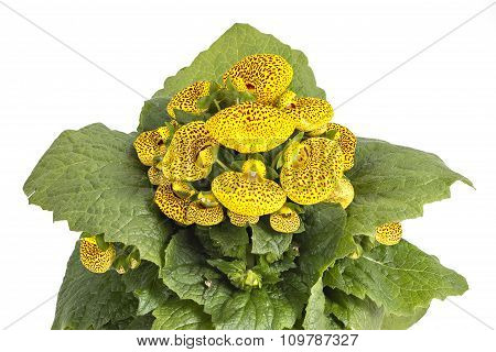 Lady's purse, Calceolaria Herbeohybrida