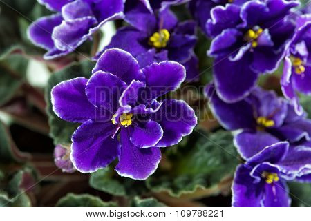African Violet (saintpaulia)