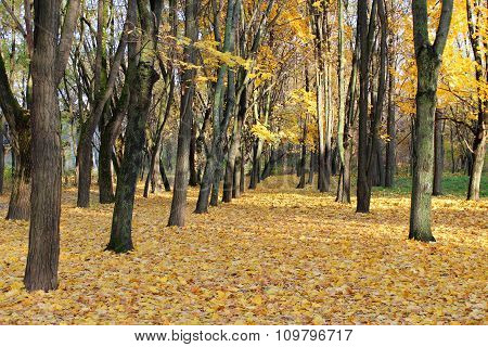 Autumn Park With Trees And Yellow Leaves