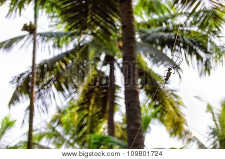 Close up view of big tropical spider and big web on palm trees background.
** Note: Shallow depth of field