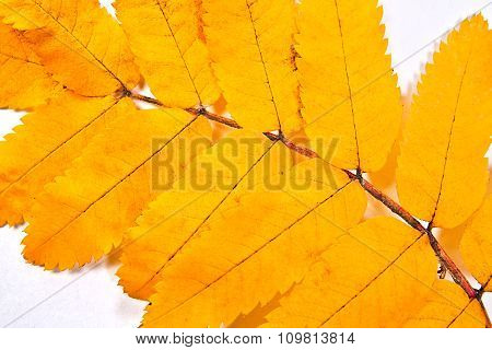 Autumn Rowan Tree Leaf As Background.