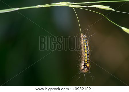 Drinker (Euthrix potatoria) caterpillar