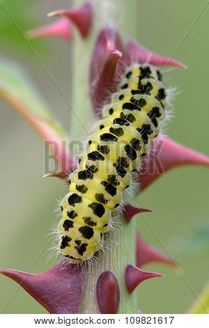 Six-spot burnet (Zygaena filipendulae) caterpillar