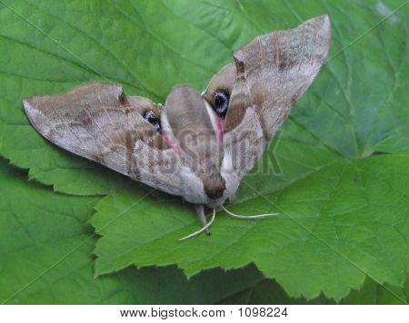 Cerisyssphinx 