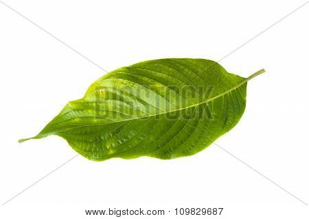 Megaskepasma Erythrochlamys Lindau Leaf