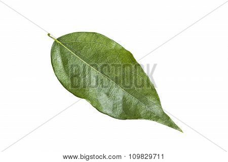 Bamboo Grass Leaf Isolated