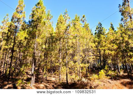 Pine Tree View