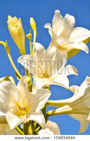 Blooming Flower Background