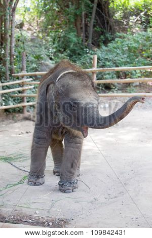 baby elephant
