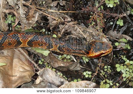 Cottonmouth Snake (agkistrodon Piscivorus)