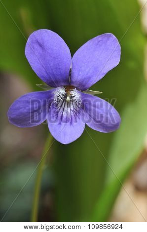 Wood Dog-violet