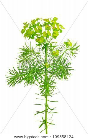 Euphorbia Cyparissias (cypress Spurge) Isolated On White Background