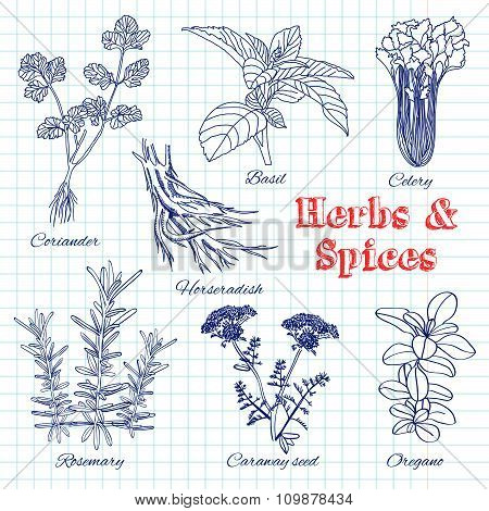 Vector Hand Drawn Set With Herbs And Spices.