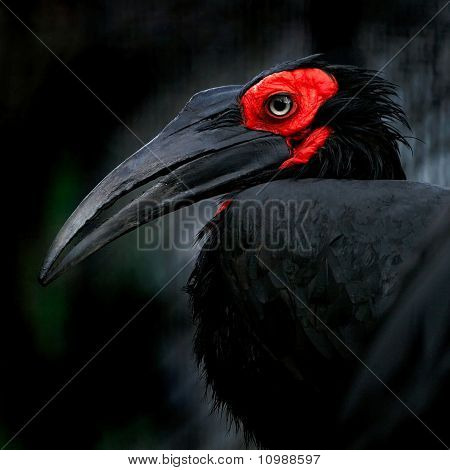 Bucorvus
