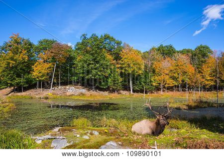 The red deer with branchy horns has a rest on a hillock at the lake. Small overgrown lilies lake in the autumn park