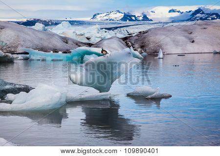 Early morning at the ice lagoon in Iceland. Elegant Bird Goose Branta leucopsis sitting on an ice floe
