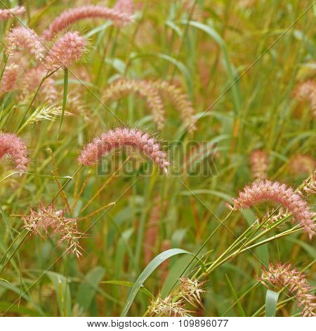 Setaceum Pennisetum Grass