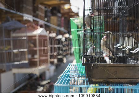 Birds And Parrots At The Pasar Ngasem Market In Yogyakarta, Central Java, Indonesia.