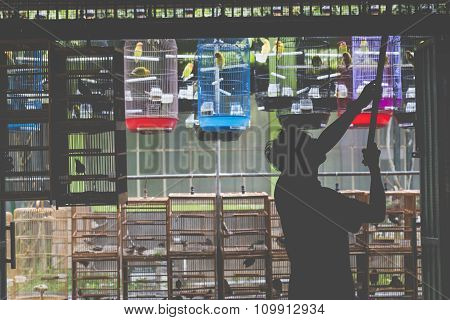 Birds And Parrots At The Pasar Ngasem Market In Yogyakarta, Central Java, Indonesia.