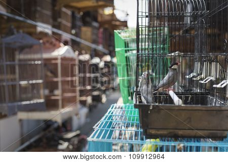 Birds And Parrots At The Pasar Ngasem Market In Yogyakarta, Central Java, Indonesia.