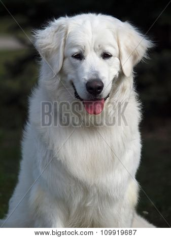 Portrait of slovakian chuvach dog