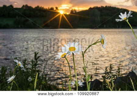 Flowers At Sundown