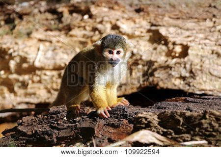Squirrel Monkey