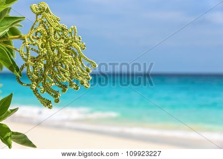 Flower Of Argusia Argentea, Sea As Background