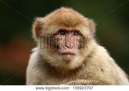Macaca Sylvanus