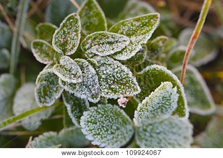 Frozen leaves of a plant in winter