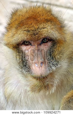 Macaca Sylvanus
