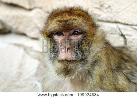 Macaca Sylvanus