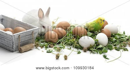 Budgerigar and rabbit with eggs isolated on white background.