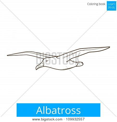 Albatross learn birds coloring book vector