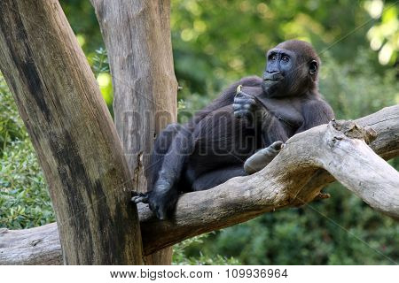 Gorilla