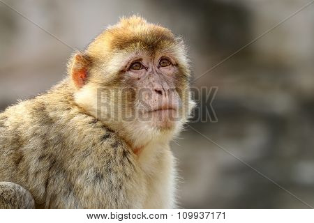Macaca Sylvanus