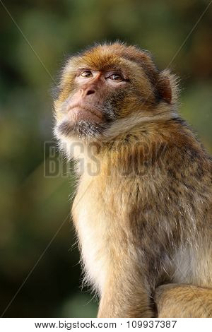 Macaca Sylvanus