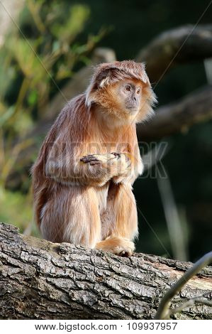 Trachypithecus Auratus