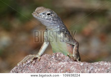 Southwestern Earless Lizard (cophosaurus Texanus Scitulus)