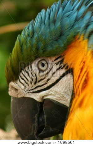 Coy Vogel