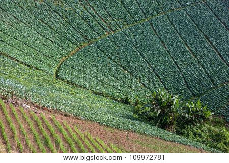 Cabbages Plantation Field On Mountain