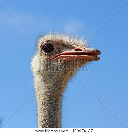 head ostrich semi profile