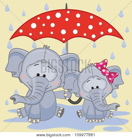 Two Elephants With Umbrella